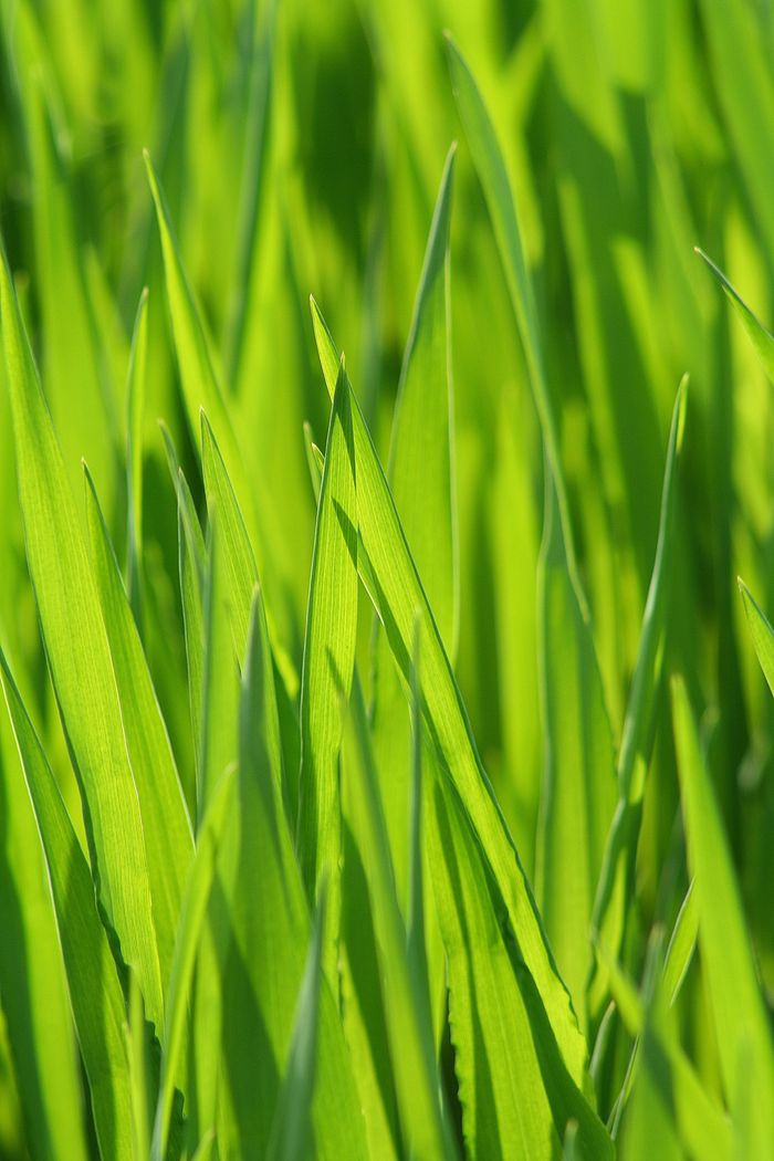 who-we-are Close-up of vibrant green grass blades in a macro perspective depicting nature's beauty.