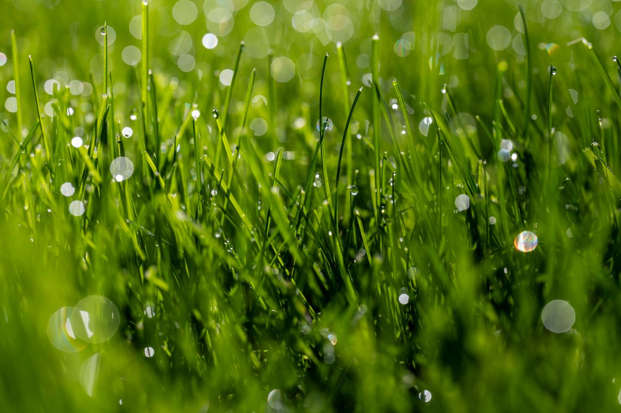 about-hero Close-up of fresh green grass with dew drops glistening in the sunlight, creating a bokeh effect.