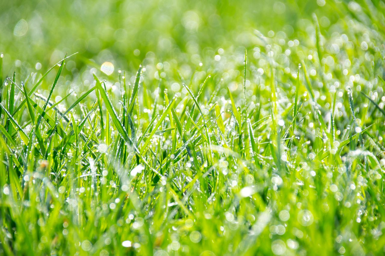 footer-cta Fresh morning dew on vibrant green grass, capturing nature's elegance and beauty.